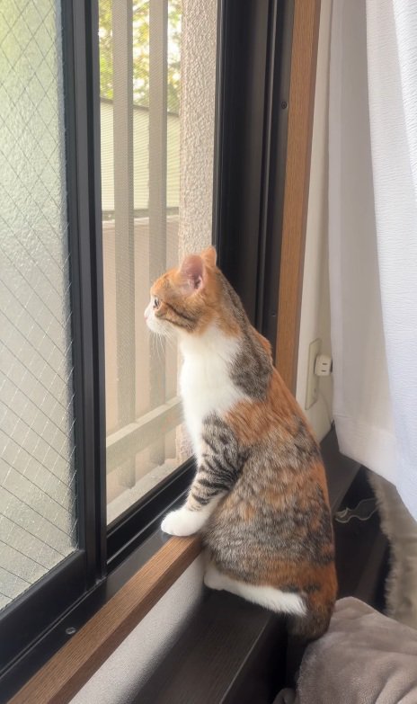 外を眺める猫