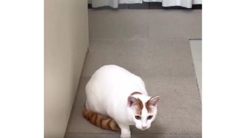 室内にいる猫