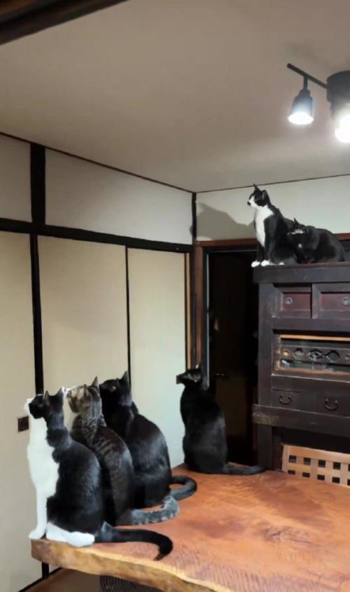 蛾を見る猫たち
