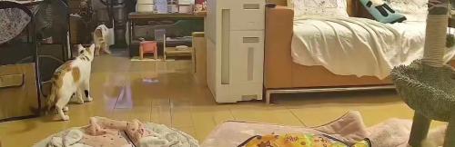 キッチンにいる猫たち