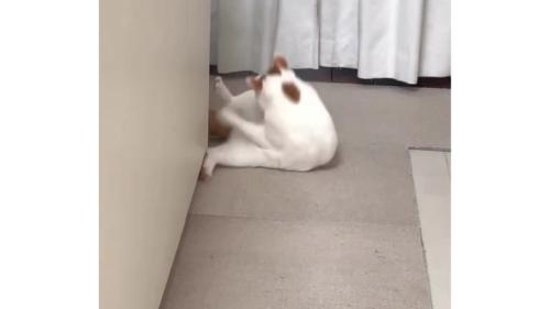 転がる猫