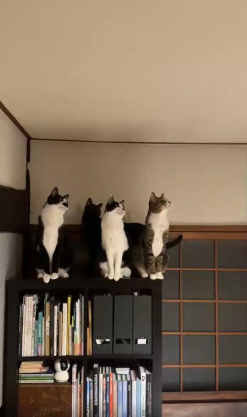 蛾を見る猫たち