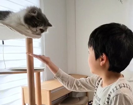 猫に手を差し出す男の子