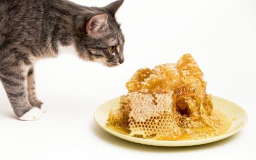 お皿にのせられたハチミツに興味を示す猫