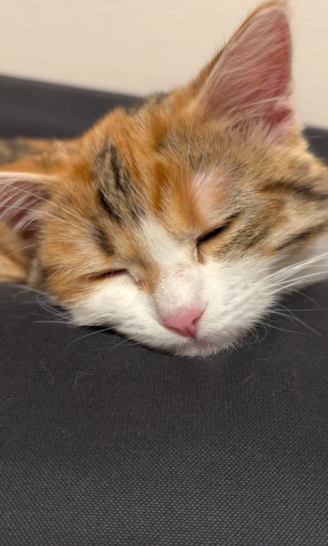 眠る猫