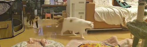 キッチンから出てくる猫たち