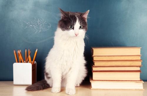 黒板の前に座る猫