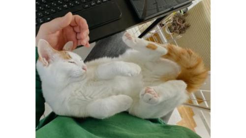 抱かれている猫