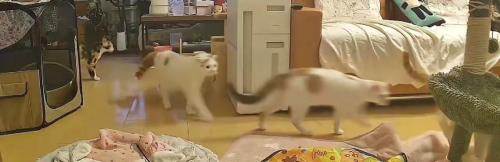 キッチンから出てくる猫たち