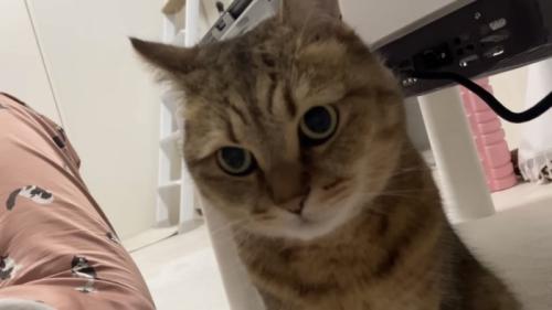 カメラ目線の猫の写真