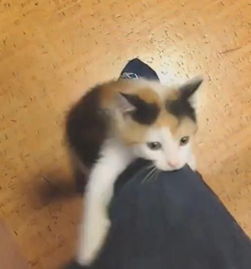 人の足にしがみつく子猫