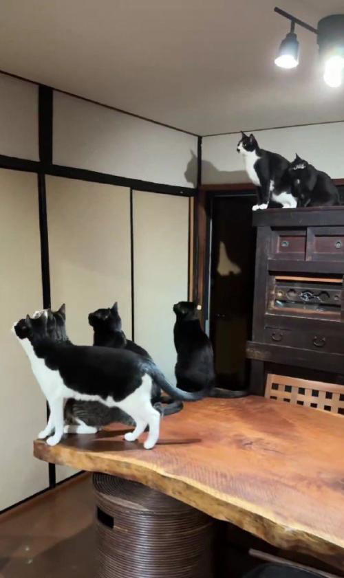 蛾を見る猫たち