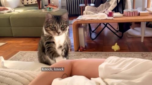 飼い主さんの腕をノックするノブくん