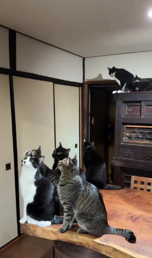 蛾を見る猫たち