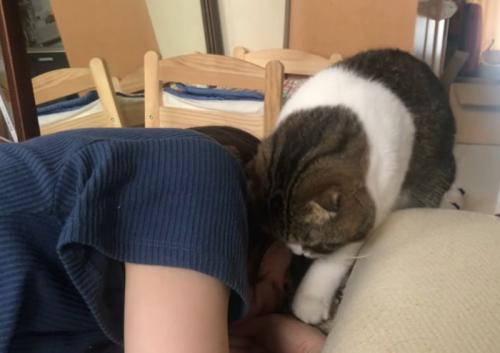 顔を近づける猫