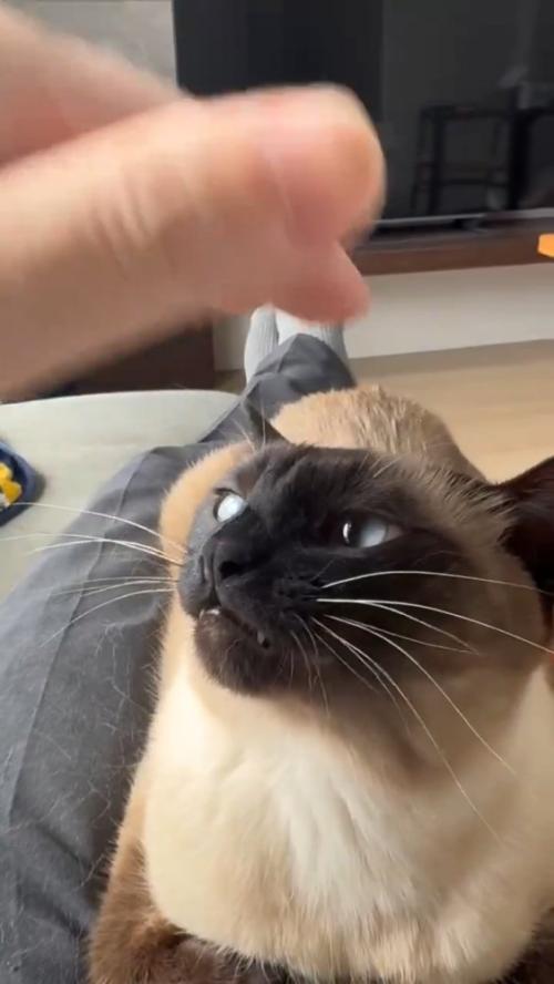 人の手を見る猫