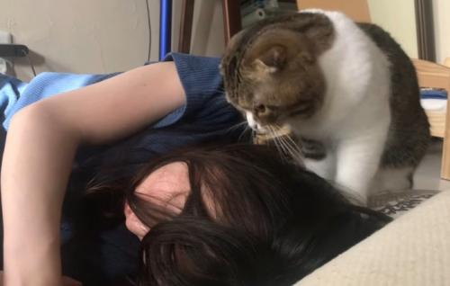 鳴きながら呼びかける猫