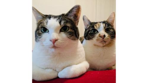 室内にいる猫