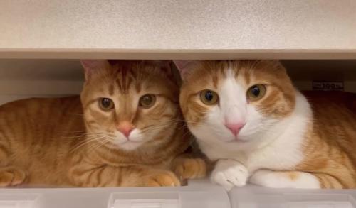 並んで隙間に入っている2匹の猫