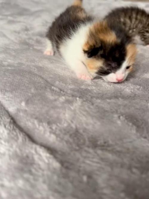歩く三毛の子猫
