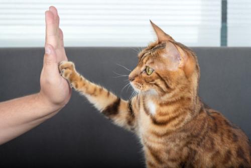 飼い主とハイタッチする猫