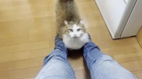 膝にのりたい猫