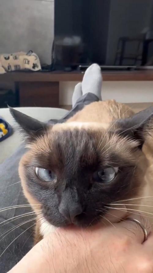人の手を噛む猫