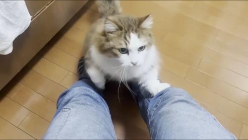 一生懸命のぼる猫