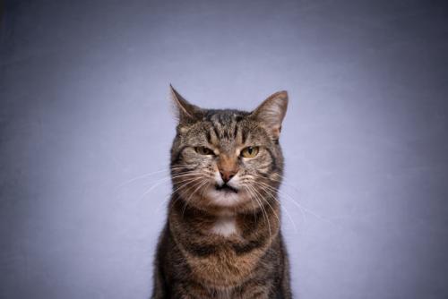 半ギレする猫