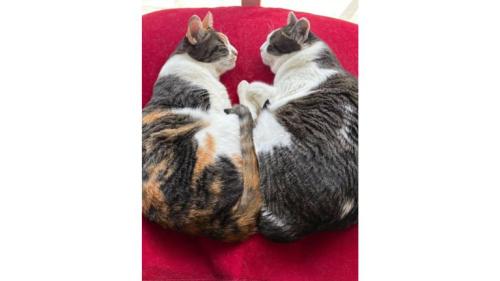 寝ている猫