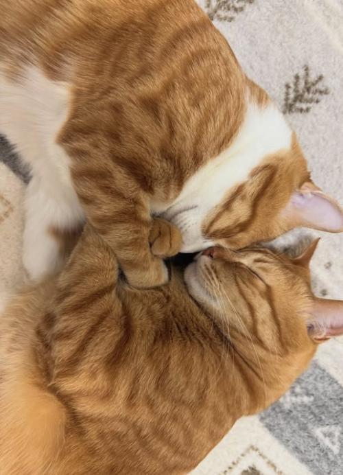 顔をくっつけて眠る2匹の猫