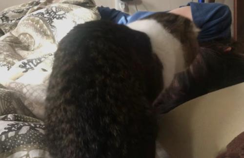 顔の近くに移動する猫