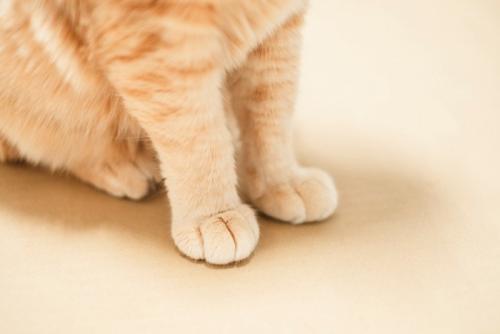 座っている猫の足元