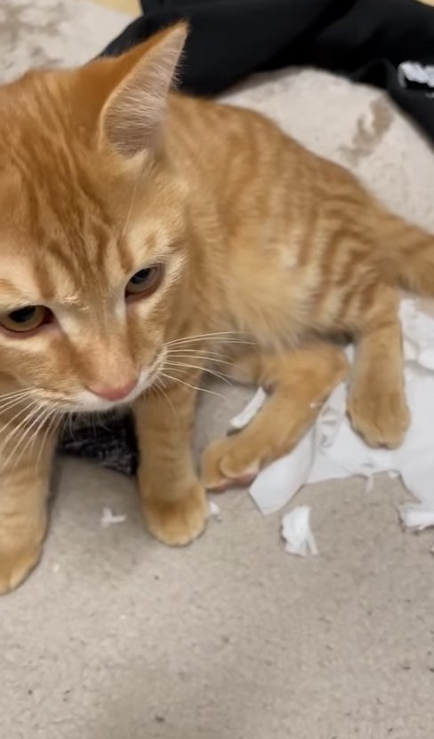 破れたティッシュの上に座っている茶トラ猫