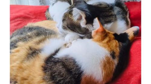 寝ている猫