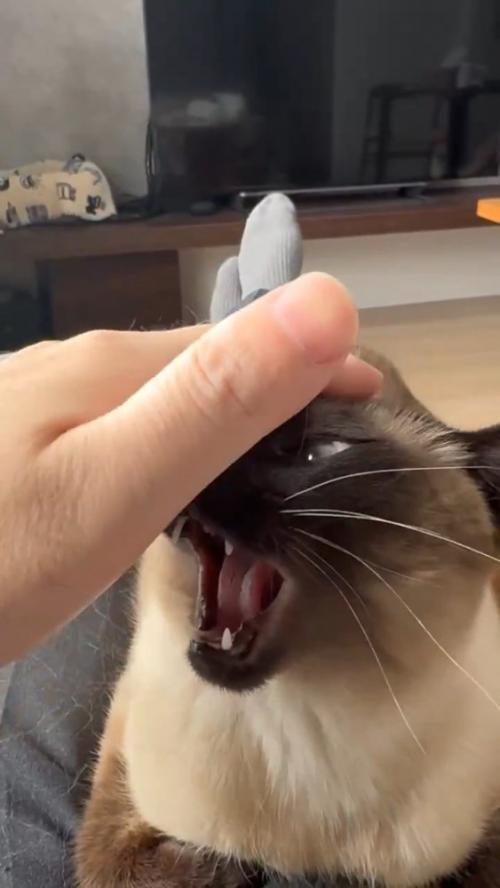 口を開ける猫
