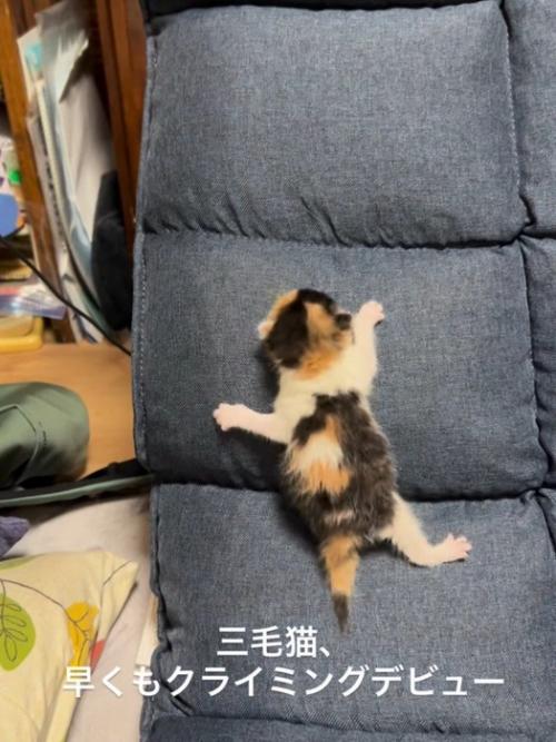 座椅子の背もたれからずり落ちる子猫