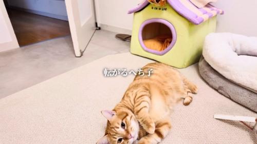 ベッドの前で寝ている茶トラ猫