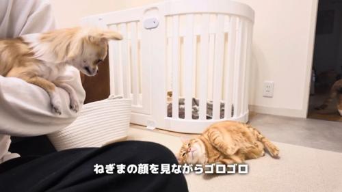 抱っこされたチワワを見ながら床で転がる茶トラ猫