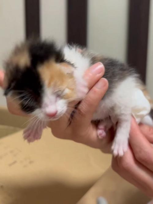 人の手のひらにいる子猫