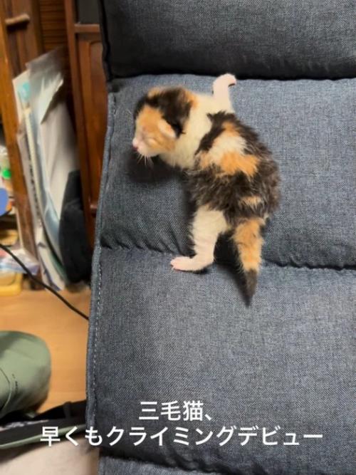 振り向く子猫