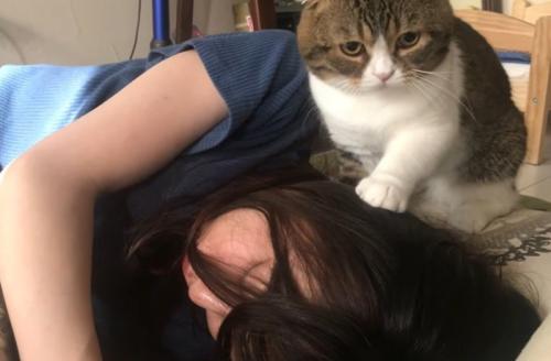 飼い主の頭をカキカキする猫