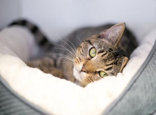 ベッドで横になっている猫