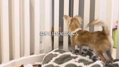ケージの中で後ろ姿のチワワが尻尾を振っている