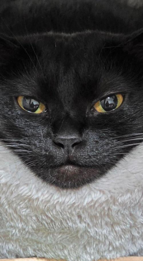 グレーのペット用ベッドの中から飼い主を見つめる猫