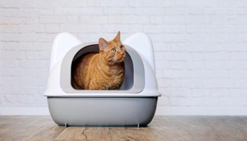 猫用トイレから顔を覗かせる猫