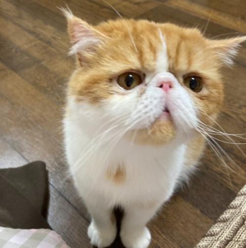 明るい場所での猫の上半身