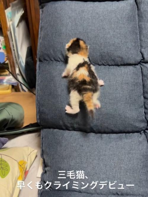 座椅子の背もたれを登る子猫