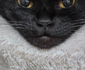 ペット用ベッドの陰になって鋭角に見える猫のあご