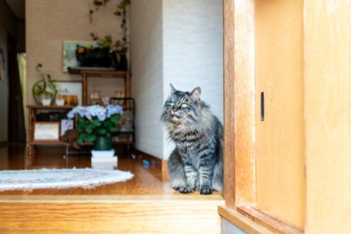 玄関で待っている猫